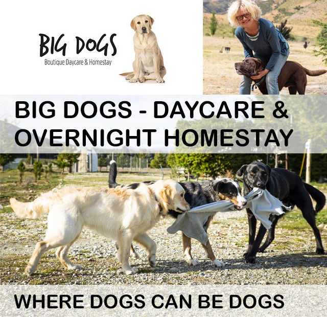BIG DOGS HOMESTAY - Tarras School - Mar 24